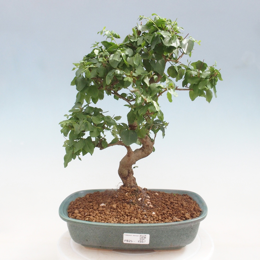 Izbová bonsai -Ligustrum chinensis - Vtáčí zob
