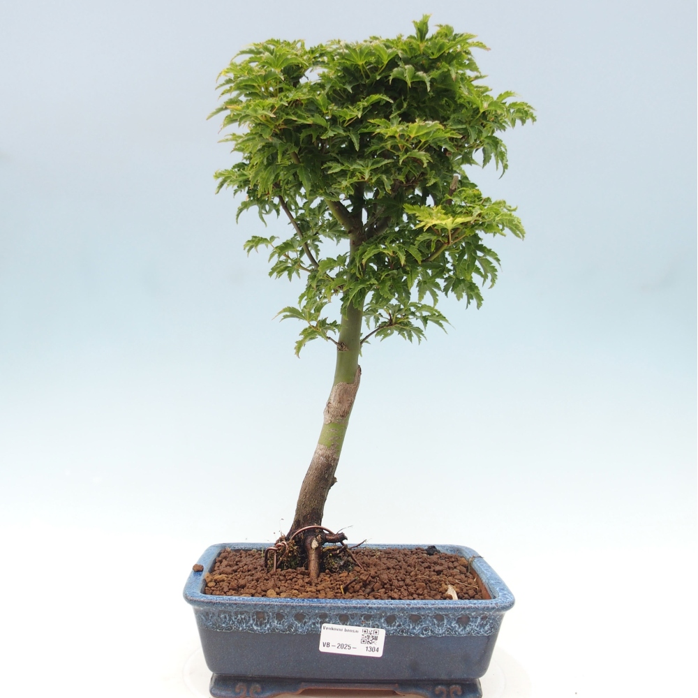 Vonkajší bonsai -Javor dlanitolistý Acer palmatum Shishigashira