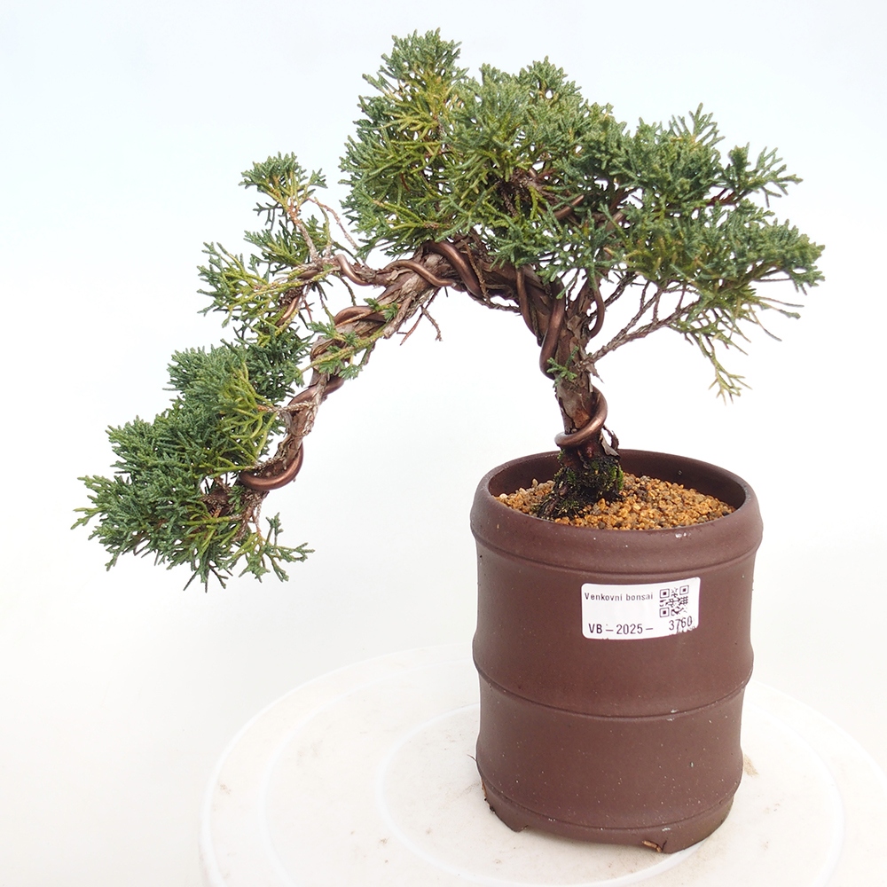 Vonkajší bonsaj - Juniperus chinensis Kishu
