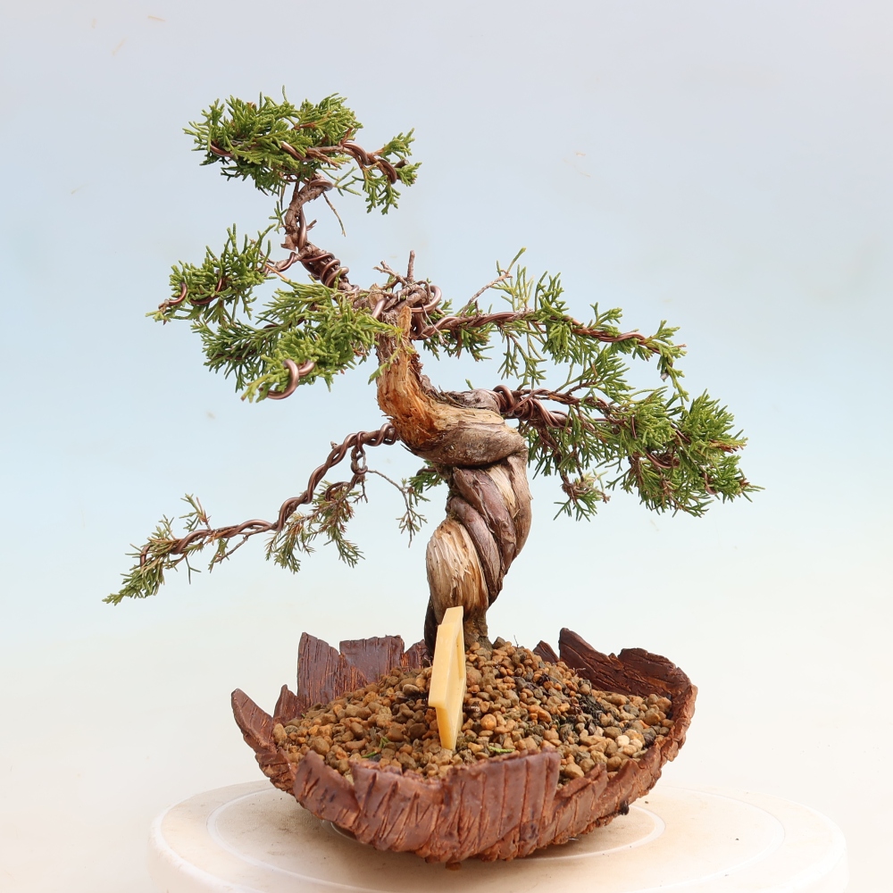 Vonkajší bonsai – Juniperus chinensis Itoigawa – čínsky jalovec