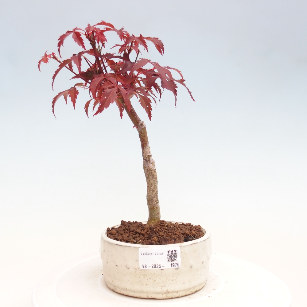 Vonkajší bonsai - Acer palm. Atropurpureum-Javor dlanitolistý