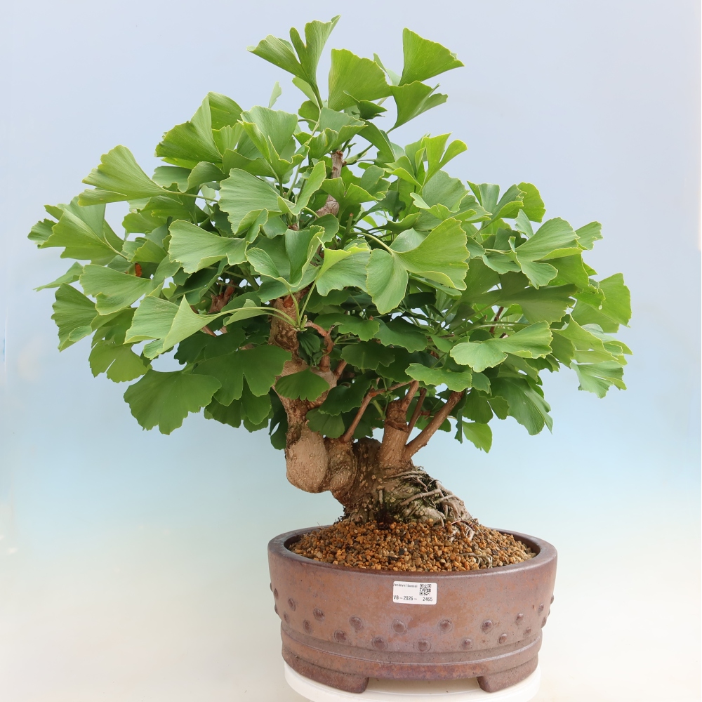 Vonkajšie bonsaje - Ginkgo biloba - Ginkgo biloba