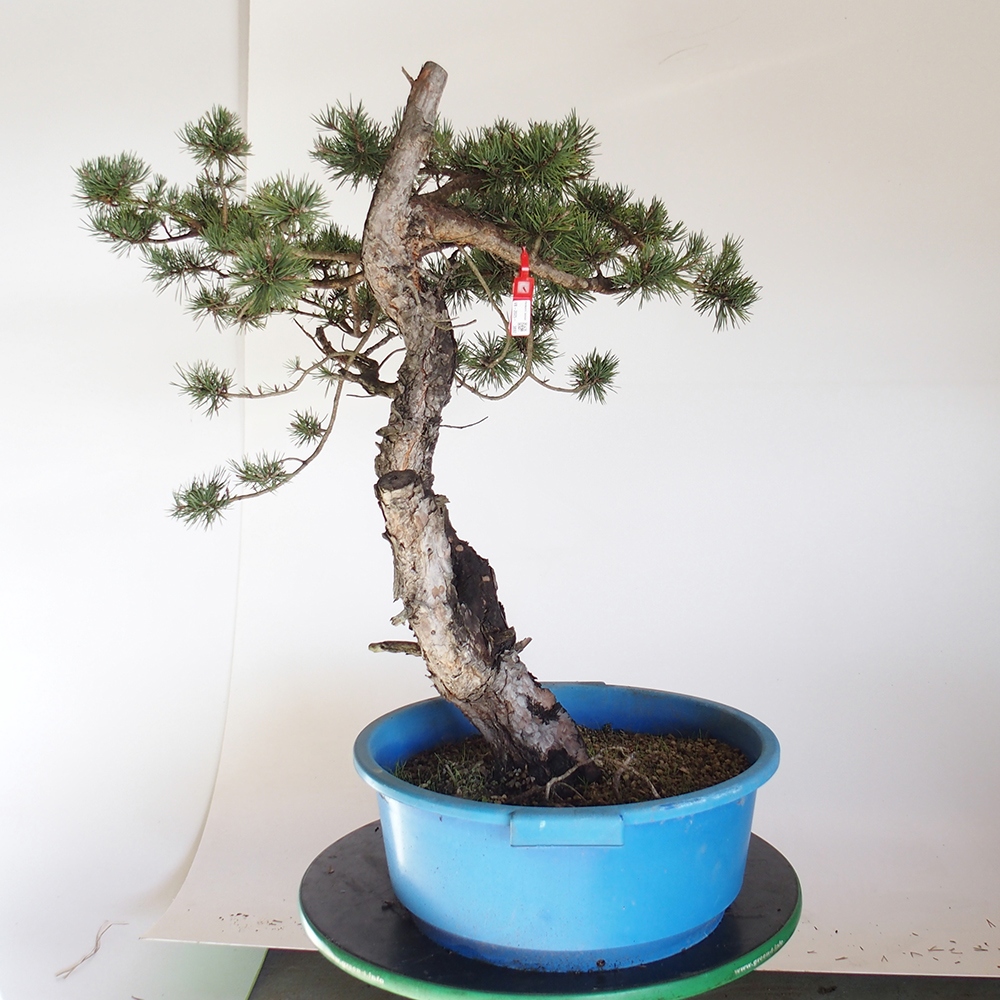 Yamadori - Pinus sylvestris Španielsko