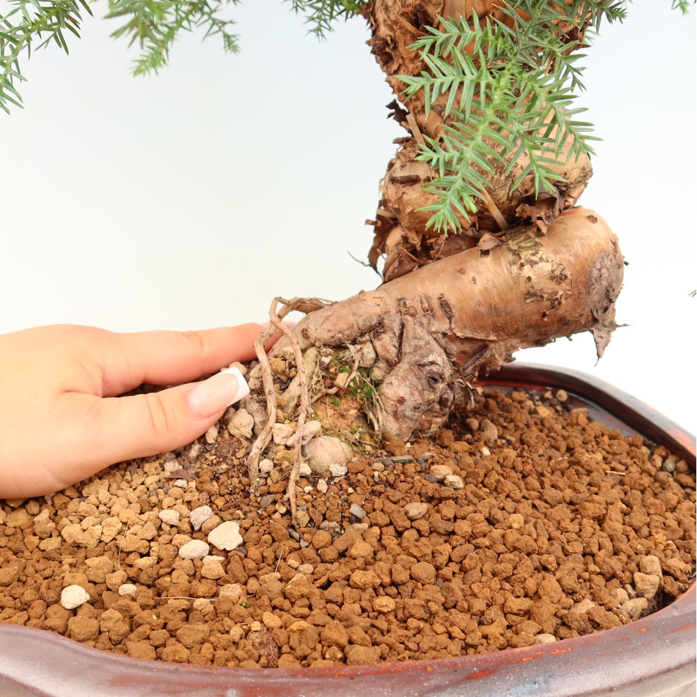 Izba bonsai – Araukária – izba smreček