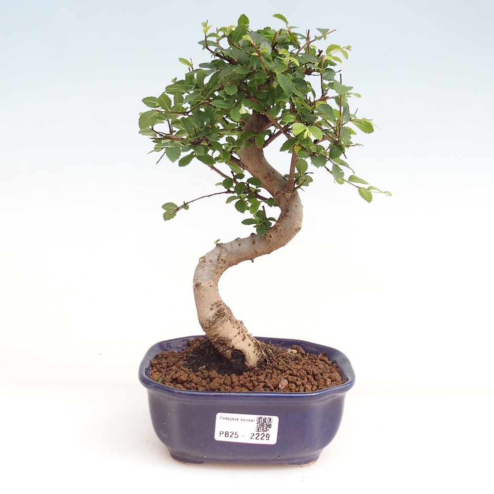 Izbová bonsai-malolistá brest 