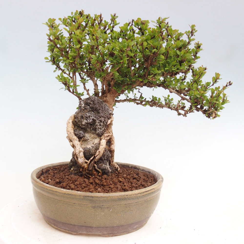 Vonkajšie bonsaje - Berberis coreana