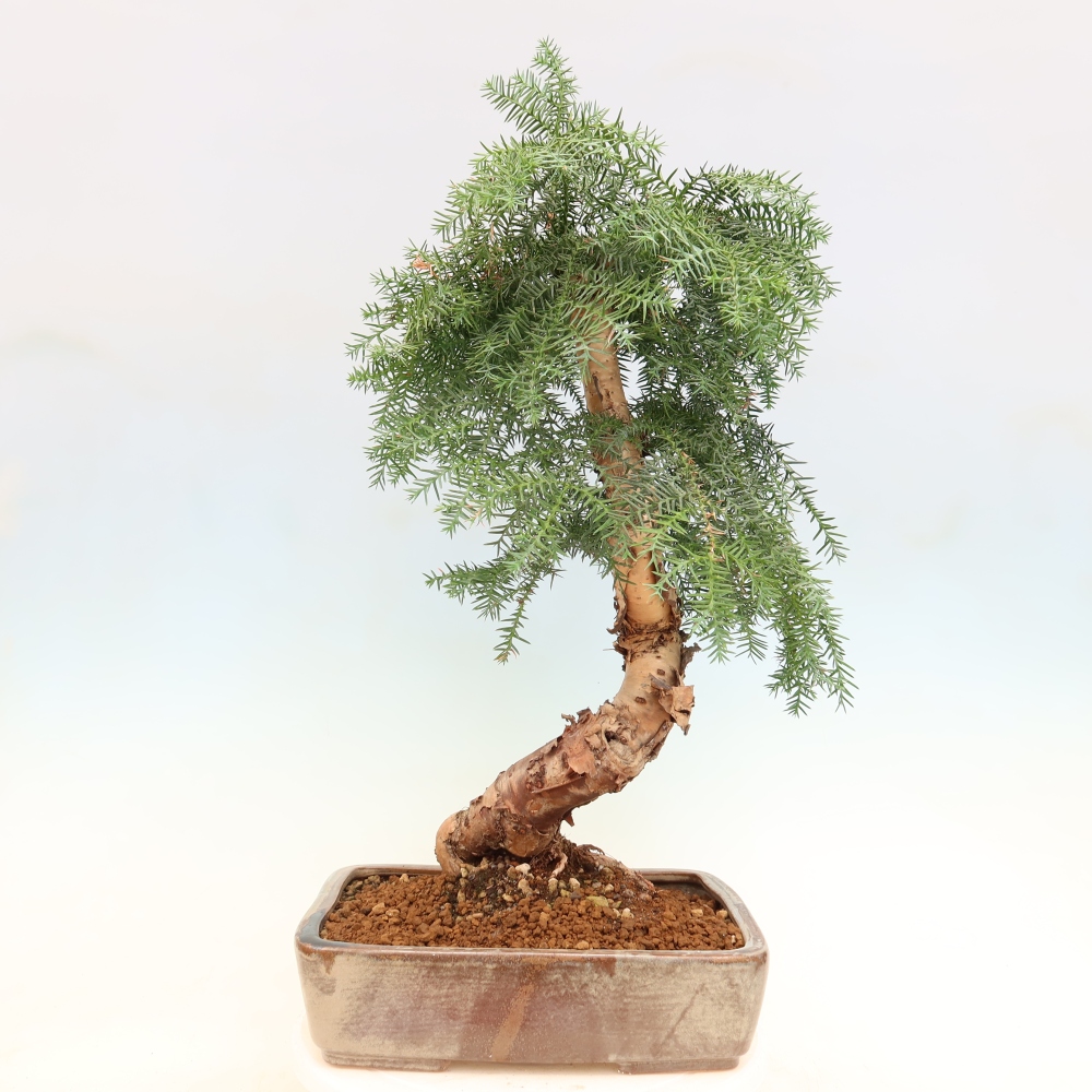 Izba bonsai – Araukária – izba smreček