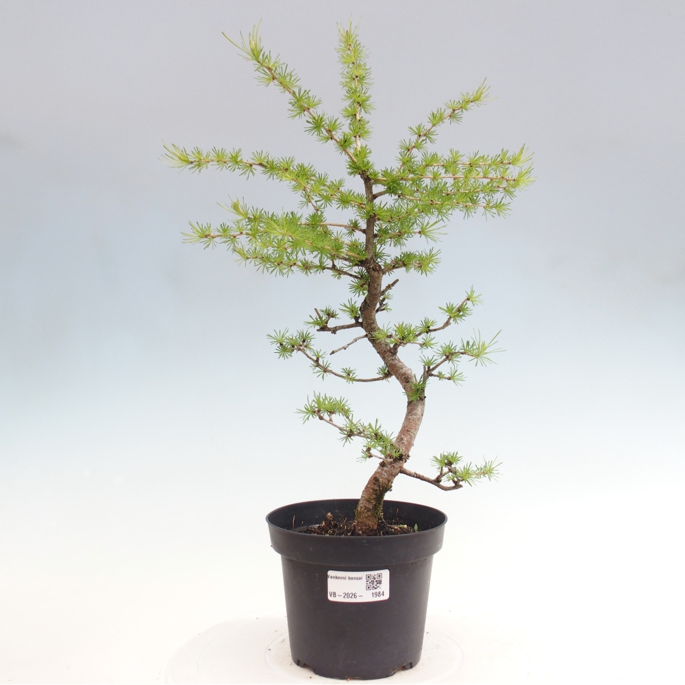 Vonkajšie bonsaje -Larix decidua - Smrekovec