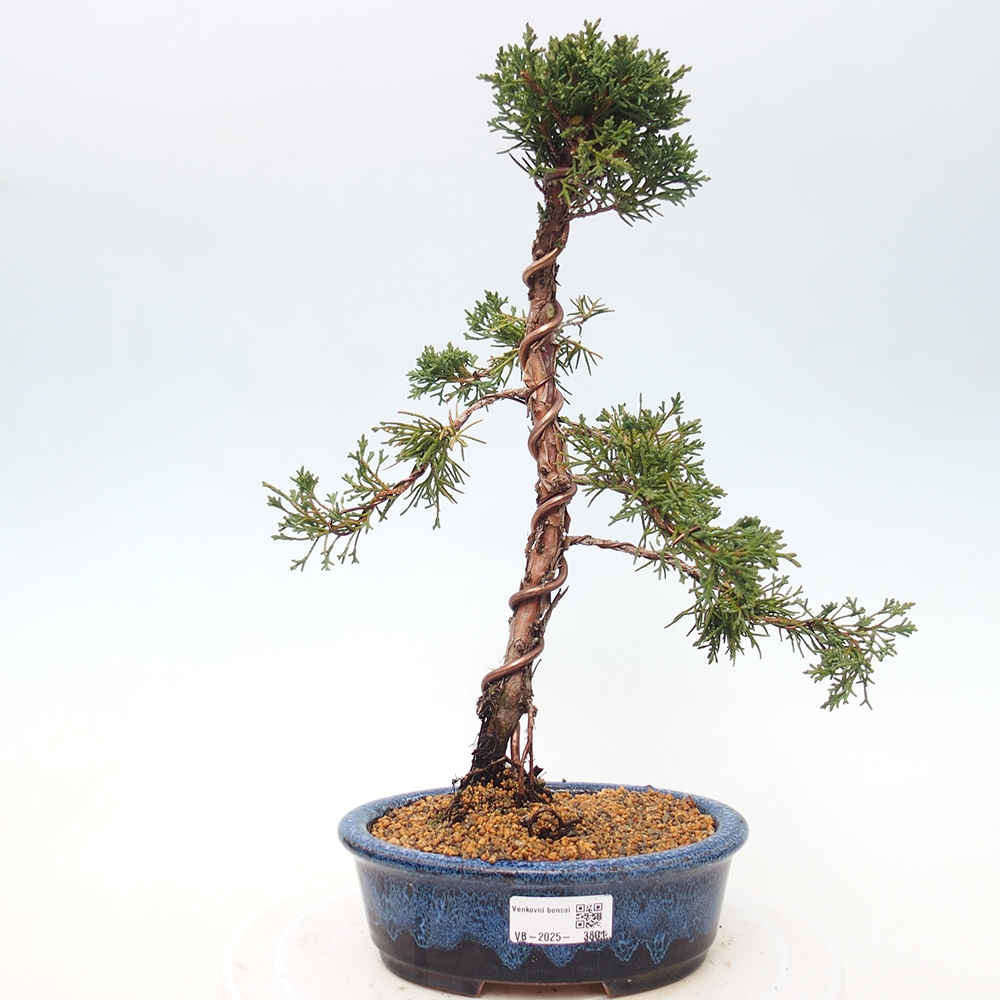 Vonkajší bonsaj - Juniperus chinensis Kishu
