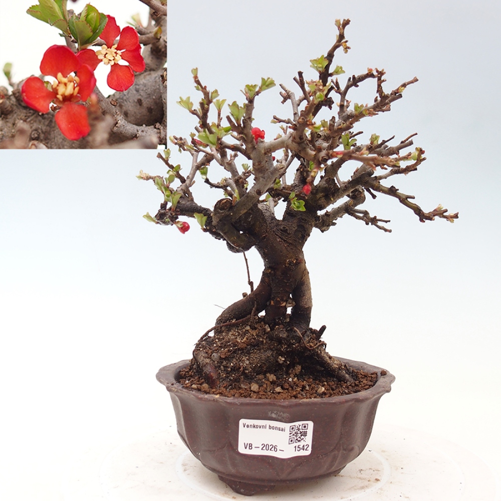 Vonkajšie bonsaje - Chaneomeles speciosa - Kdoule