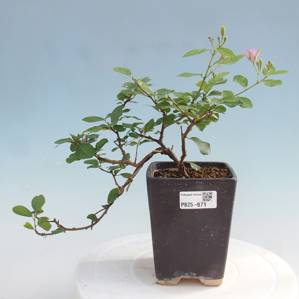 Izbová bonsai - Grewia occidentalis - Hviezdica levanduľová