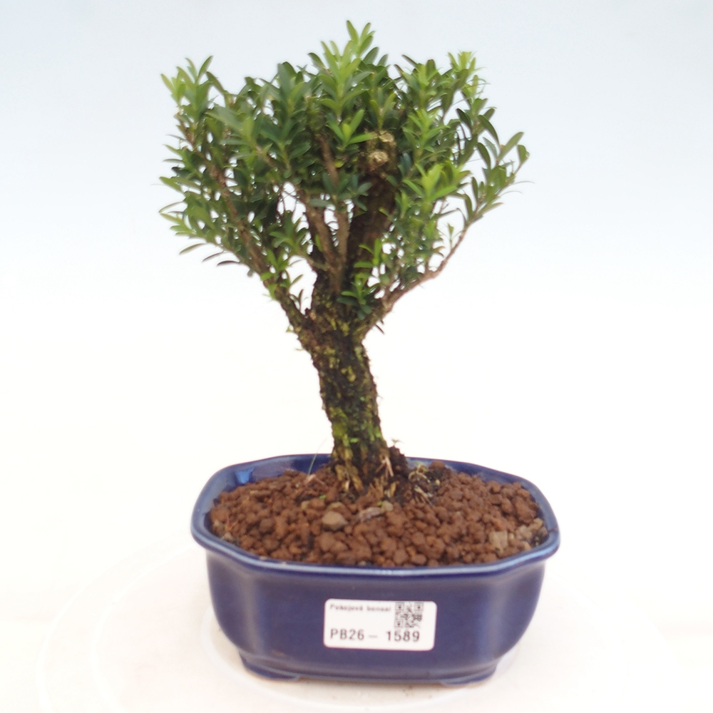 Izbové bonsaje - Buxus harlandii - korkový buxus