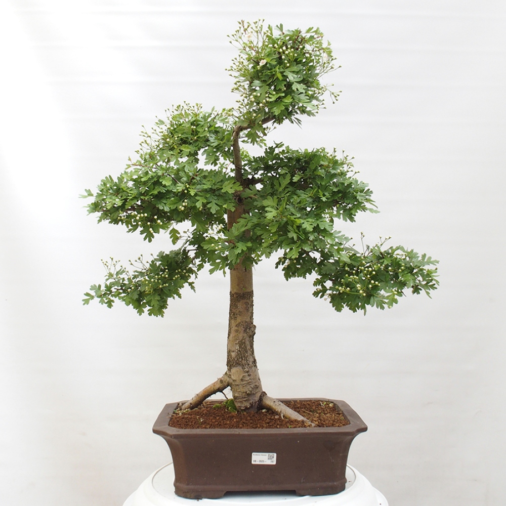 Vonkajší bonsai - Hloh - Crataegus monogyna