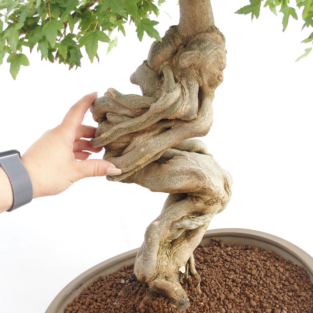 Vonkajšie bonsai - Javor Buergerianum - Javor Burgerův