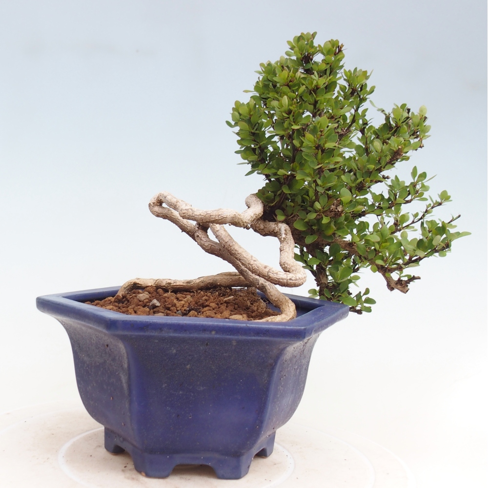 Vonkajšie bonsaje - Berberis coreana