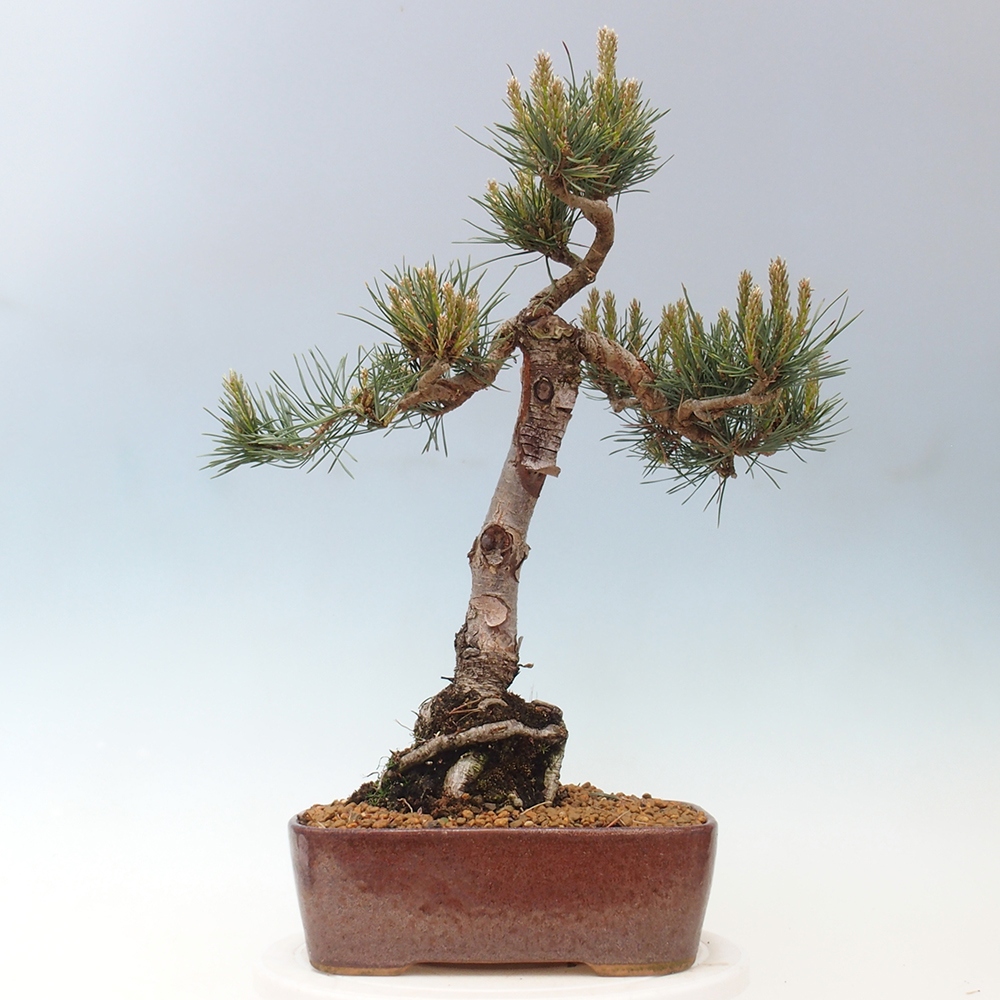 Vonkajšie bonsai - Pinus Sylvestris - Borovica lesná