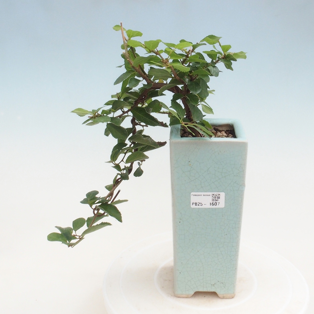 Izbová bonsai - Grewia occidentalis - Hviezdica levanduľová