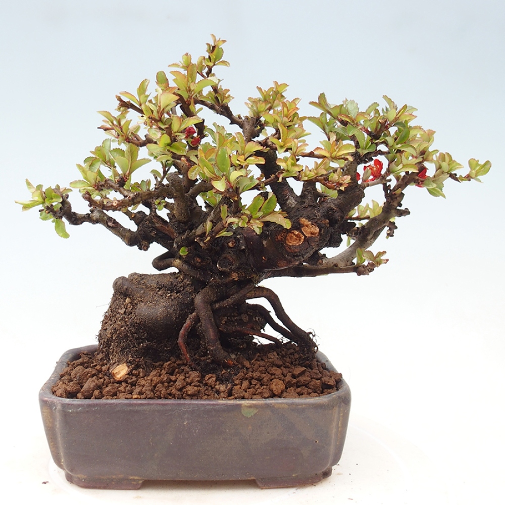 Vonkajšie bonsaje - Chaneomeles speciosa - Kdoule