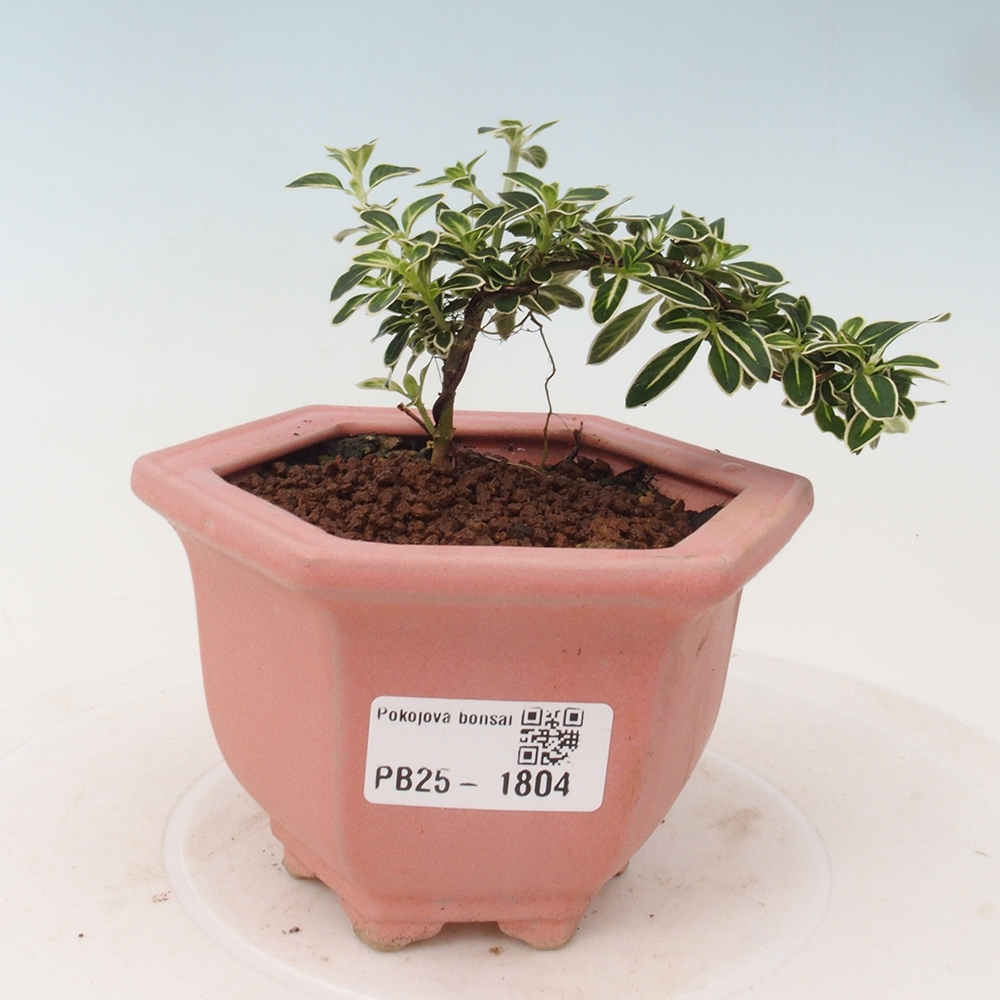 Izbová bonsai - Serissa foetida Variegata - Strom tisíce hviezd