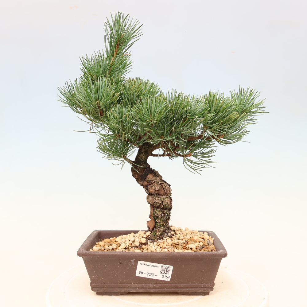 Vonkajšie bonsaje - Pinus parviflora - Pinus parviflora