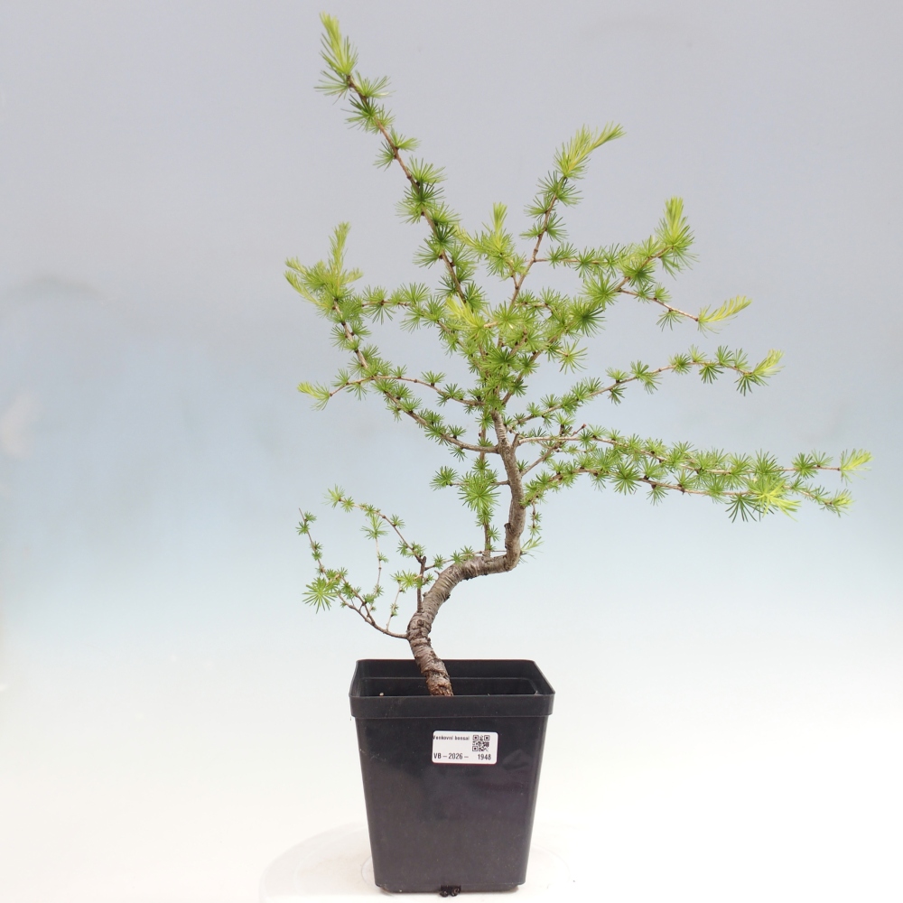 Vonkajšie bonsaje -Larix decidua - Smrekovec
