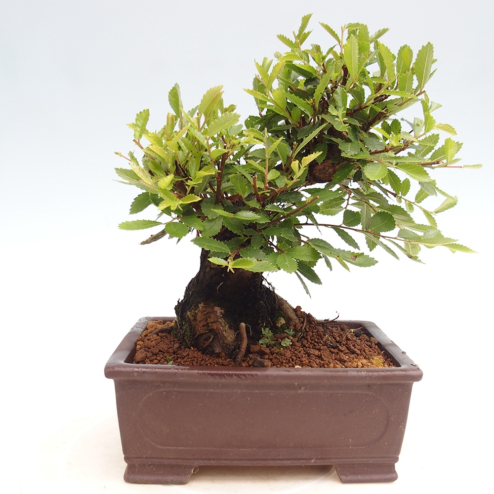 Vonkajšie bonsai - Zelkova - Zelkova Nirom