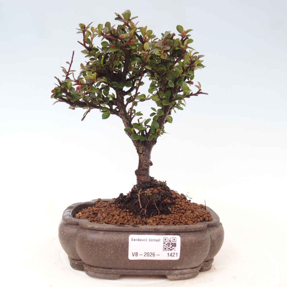 Vonkajšie bonsaje - Cotoneaster horizontalis - Skalnaté hory