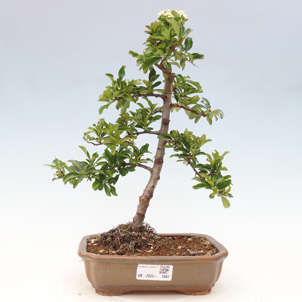 Vonkajšia bonsai-Pyracanta Teton -Hlohyně