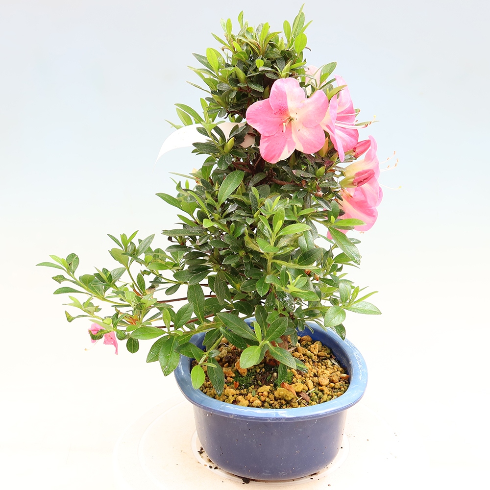 Vonkajšie bonsaje - Japonské azalky - Azalea Santoka