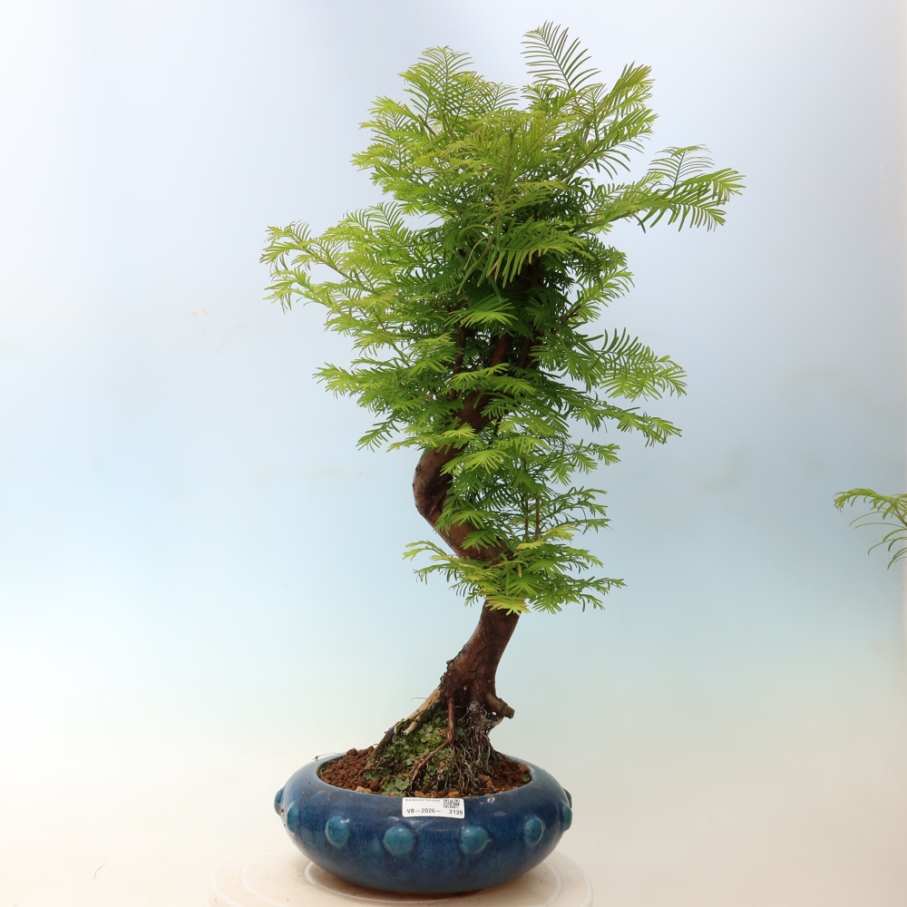 Vonkajšie bonsaje - Metasequoia glyptostroboides - čínska metasekvoja
