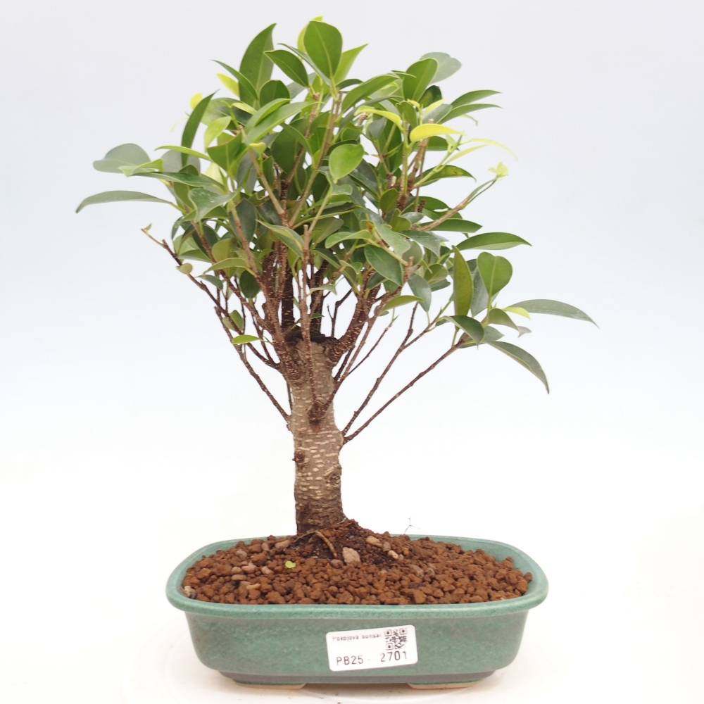 Izbová bonsai - Ficus retusa - malolistá fikus