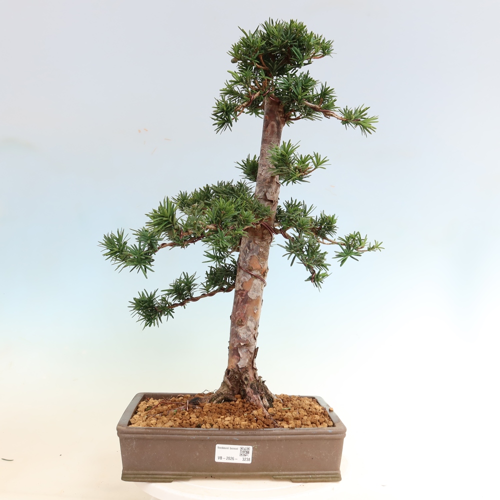 Vonkajší bonsai – Taxus cuspidata – japonský tis