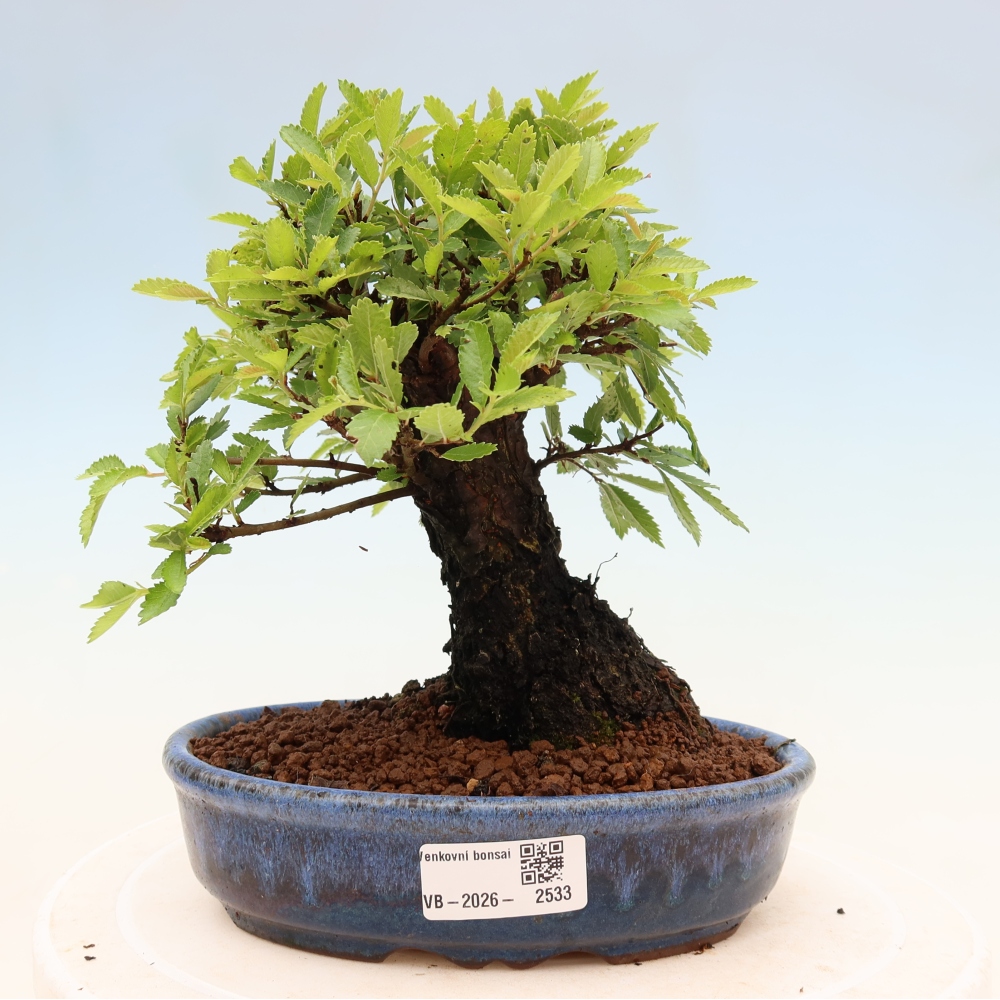 Vonkajšie bonsaje - Zelkova - Zelkova NIRE