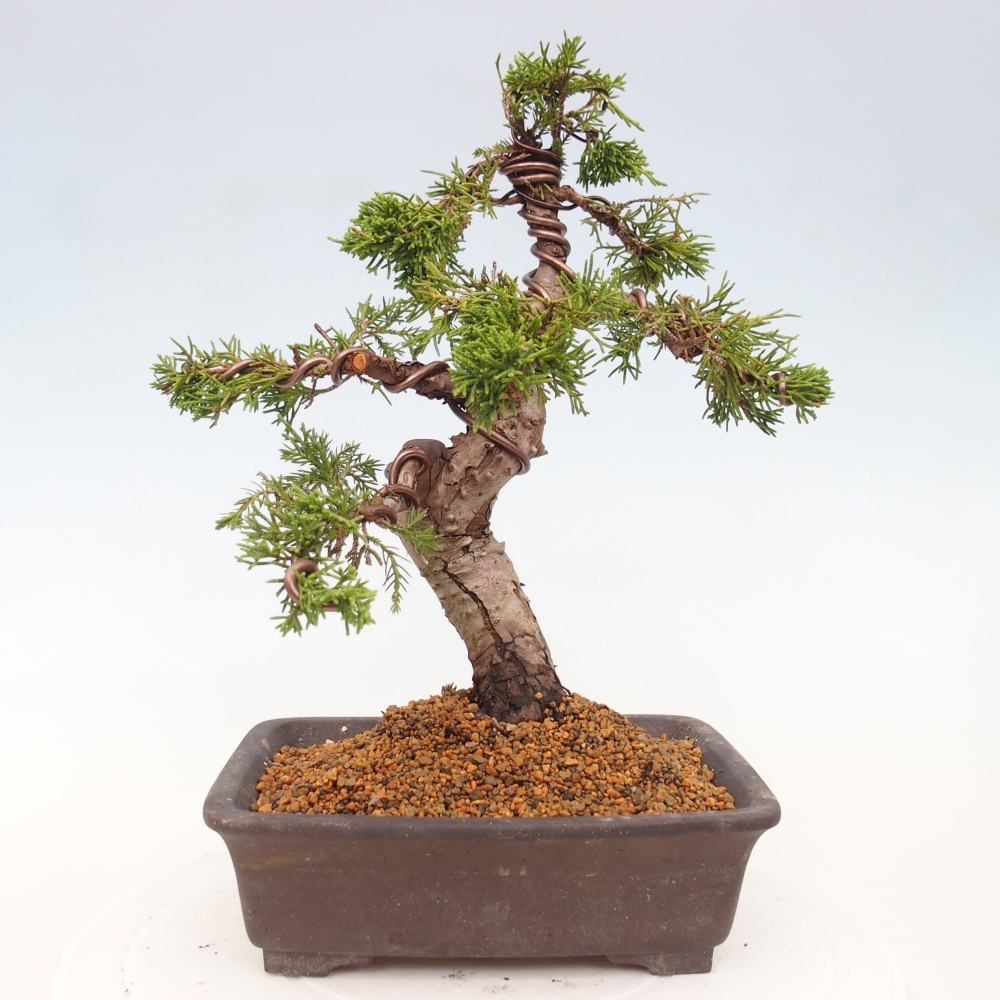 Vonkajší bonsai - Juniperus chinensis Itoigawa -Jalovec čínsky