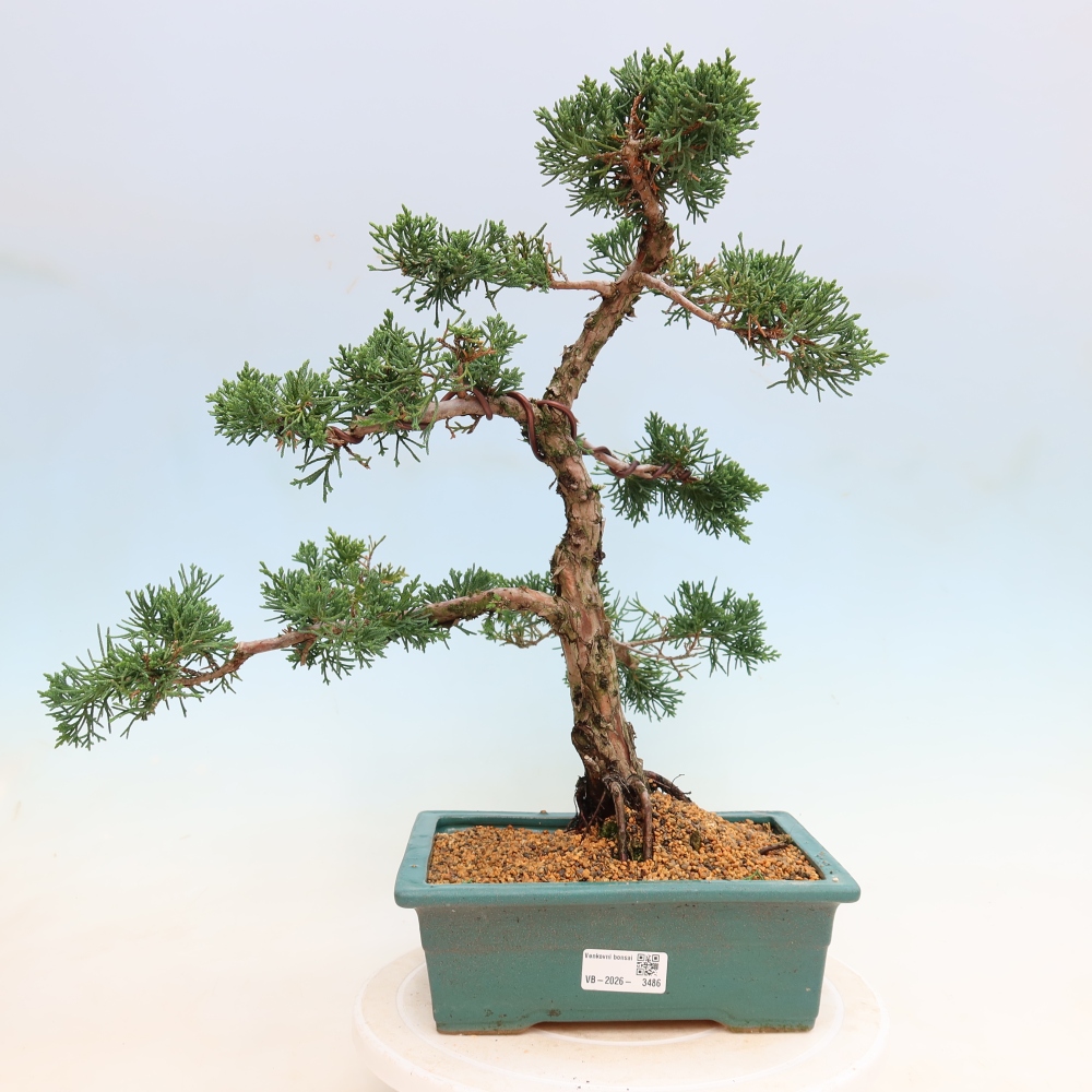 Vonkajší bonsaj - Juniperus chinensis Kishu