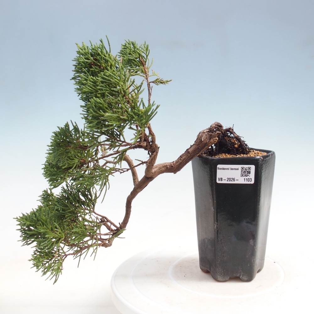 Vonkajší bonsaj - Juniperus chinensis Kishu