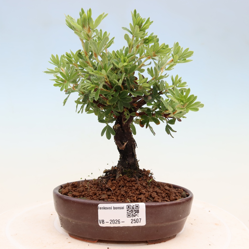 Vonkajšie bonsaje - Potentila fruticosa