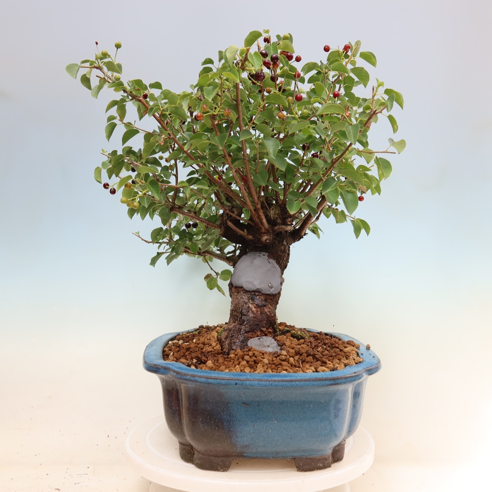 Vonkajší bonsai – Mahalebka – Prunus mahaleb