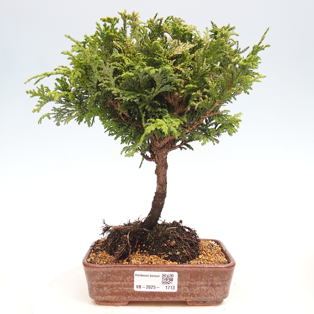 Vonkajší bonsai - Cham.pis Parslori - Cyprus