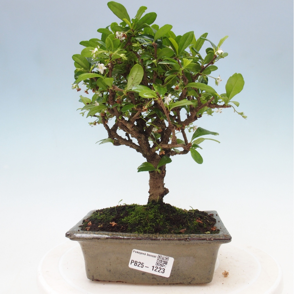Izbová bonsai - Carmona macrophylla - Čaj fuki