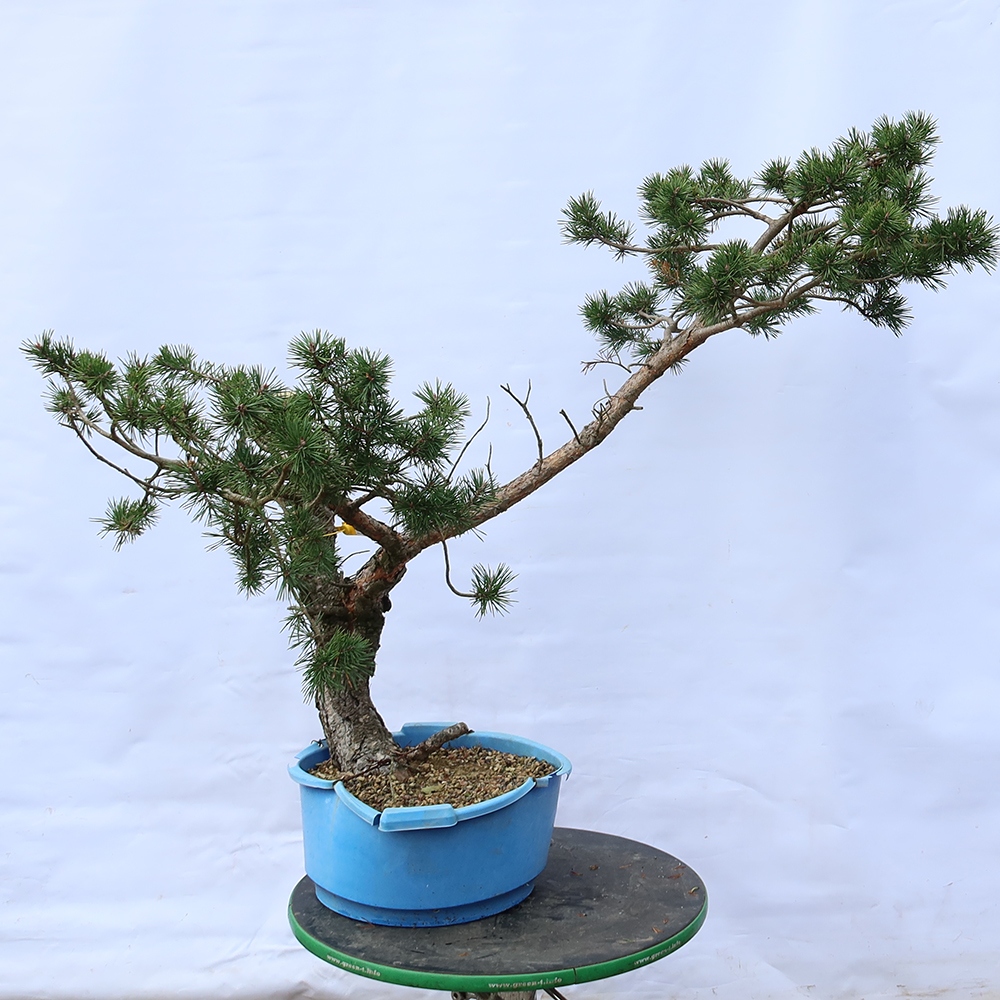 Pinus sylvestris Španielsko – borovica lesná