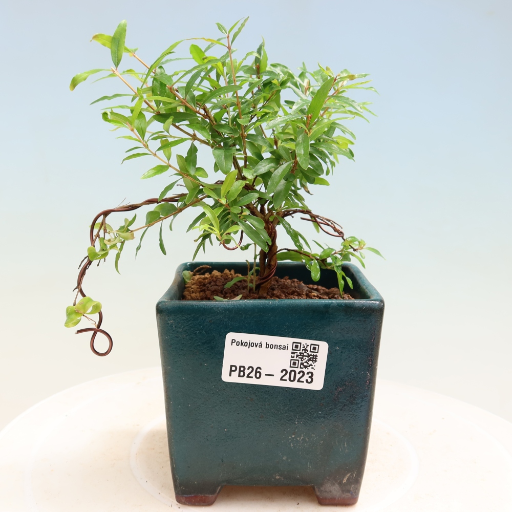Izbový bonsaj-PUNICA granatum nana-Granátové jablko