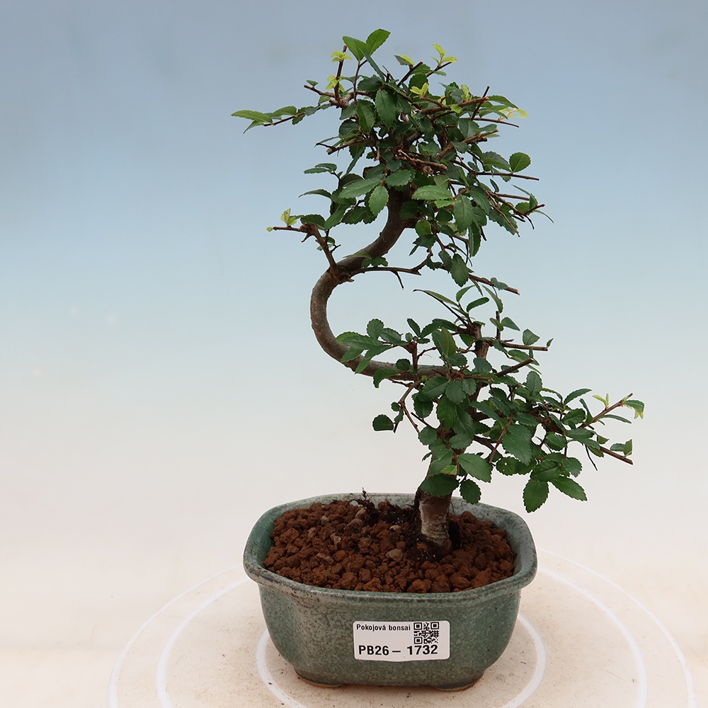 Izbový bonsaj - Ulmus parvifolia - brest malolistý