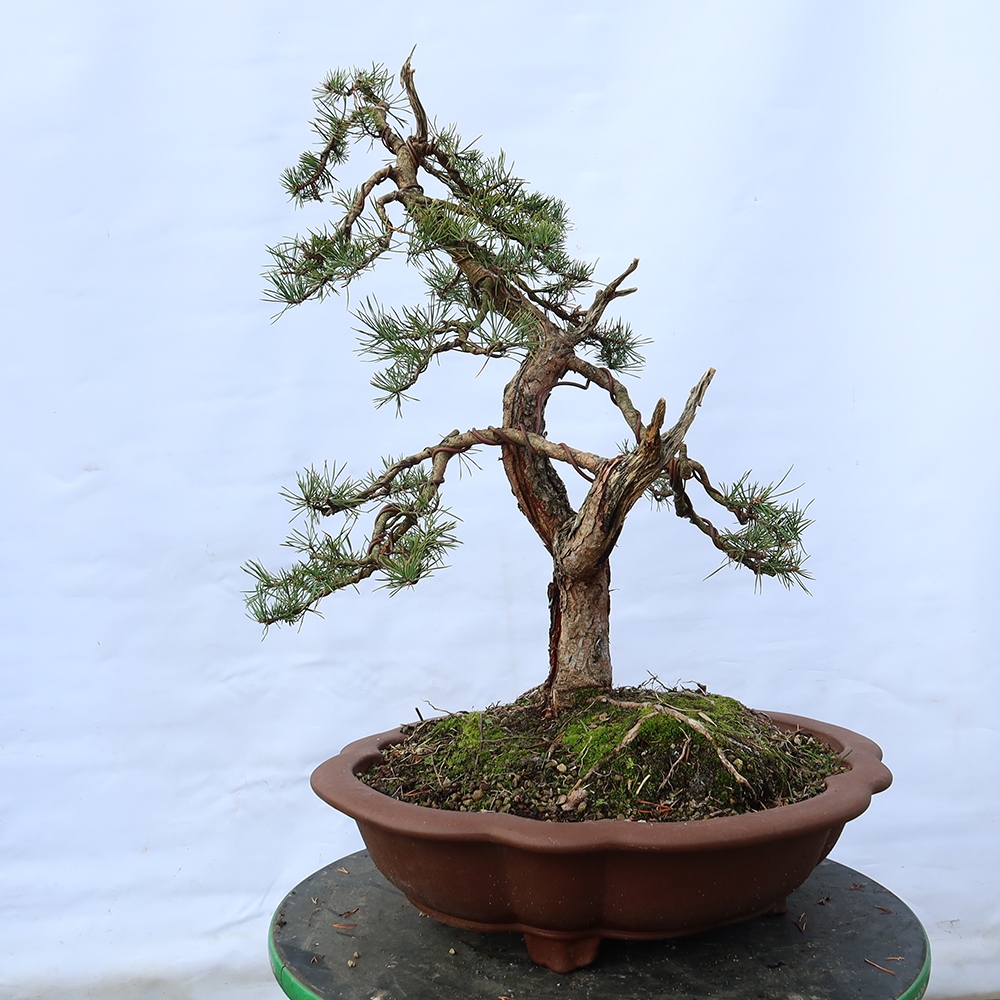 Pinus sylvestris Španielsko – borovica lesná