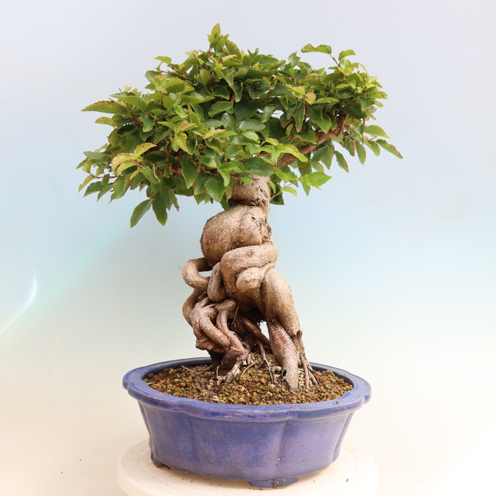 Vonkajšie bonsaje -Carpinus CARPINOIDES - Hrab kórejský