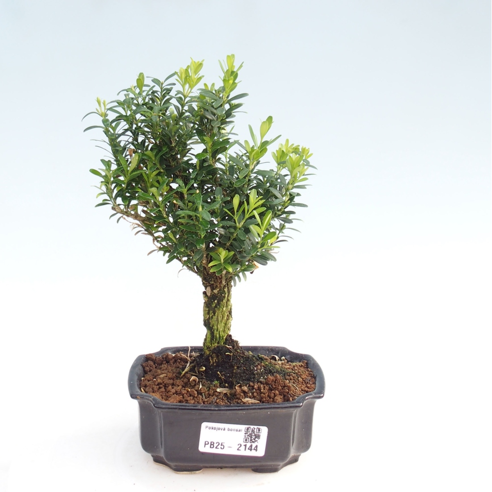 Izbová bonsai - Buxus harlandii - korkový buxus