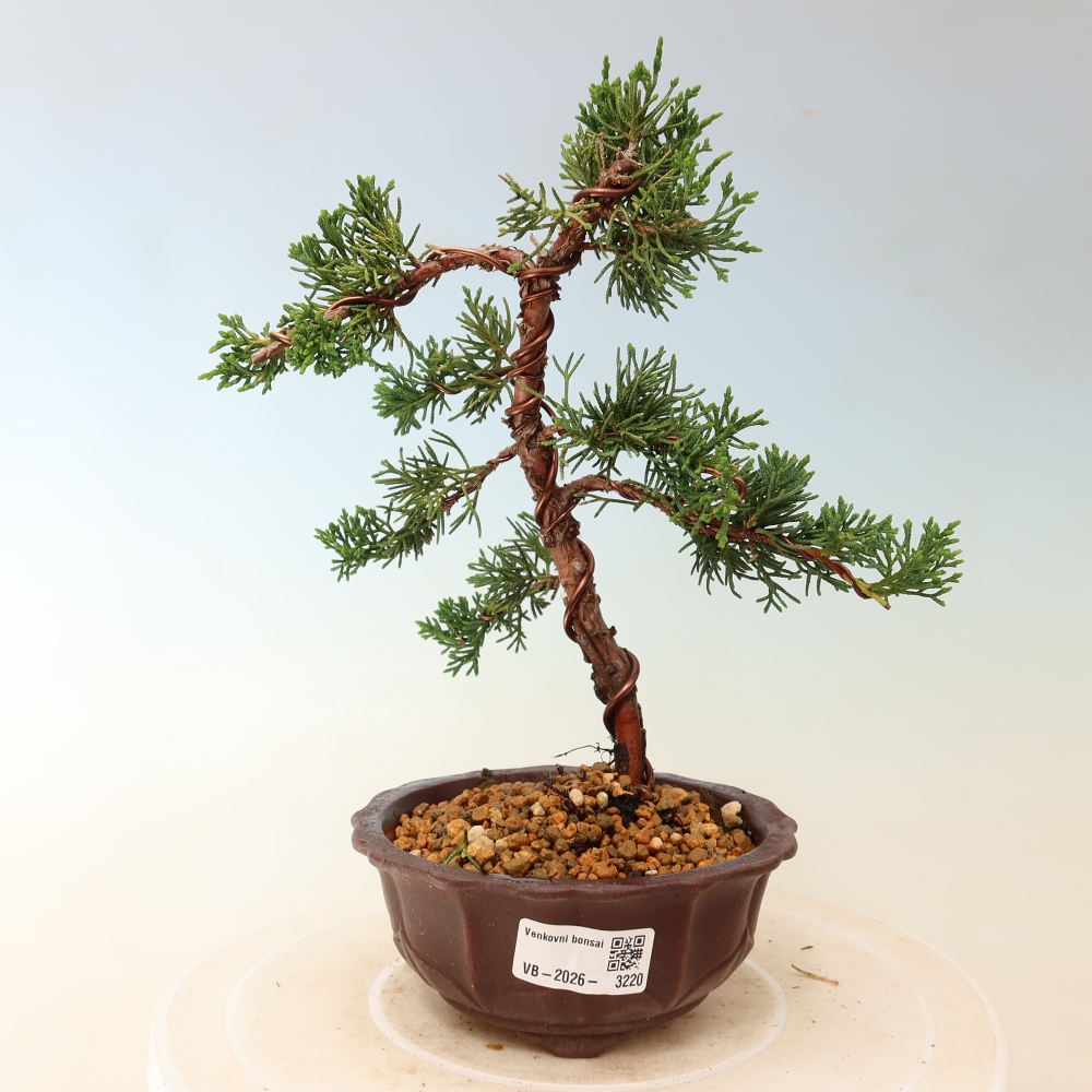 Vonkajší bonsaj - Juniperus chinensis Kishu