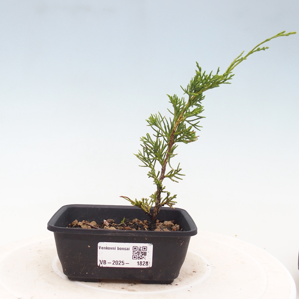Vonkajší bonsai - Juniperus chinensis Itoigawa -Jalovec čínsky
