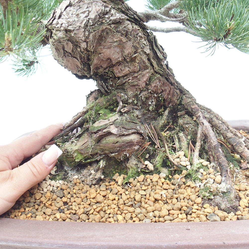 Vonkajšie bonsaje - Pinus parviflora - Pinus parviflora