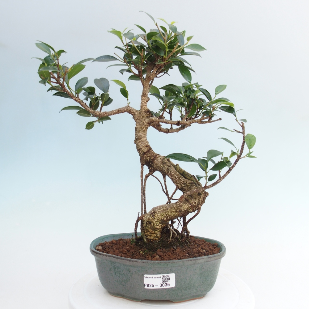 Izbová bonsai - Ficus retusa - malolistá fikus